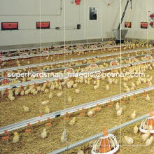 Sistema automático de alimentación y avicultura de alta calidad para pollo